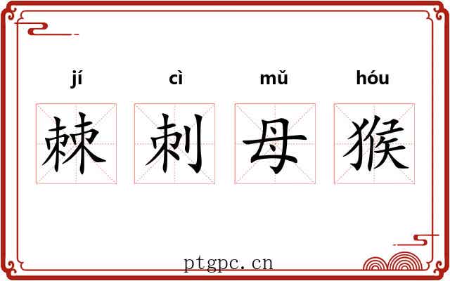 棘刺母猴