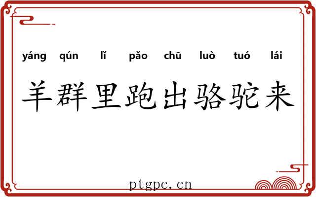 羊群里跑出骆驼来