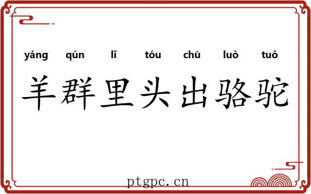 羊群里头出骆驼