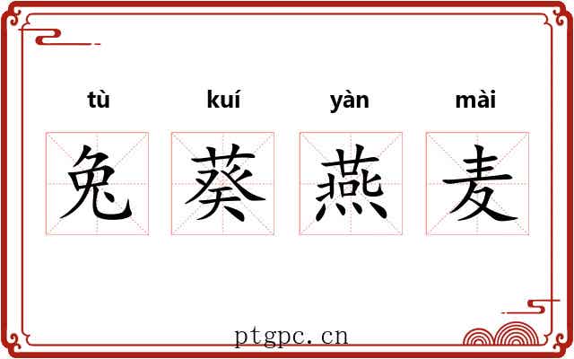兔葵燕麦