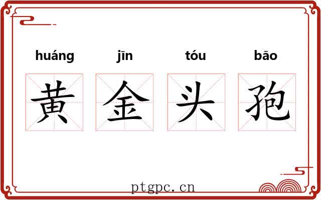 黄金头孢 黄金头孢