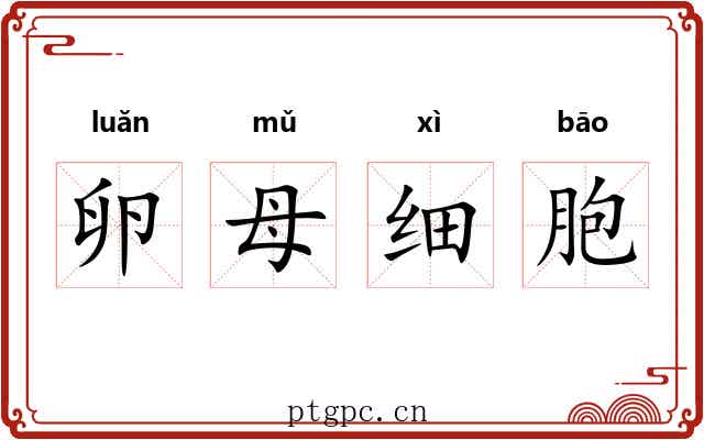 卵母细胞 卵母细胞