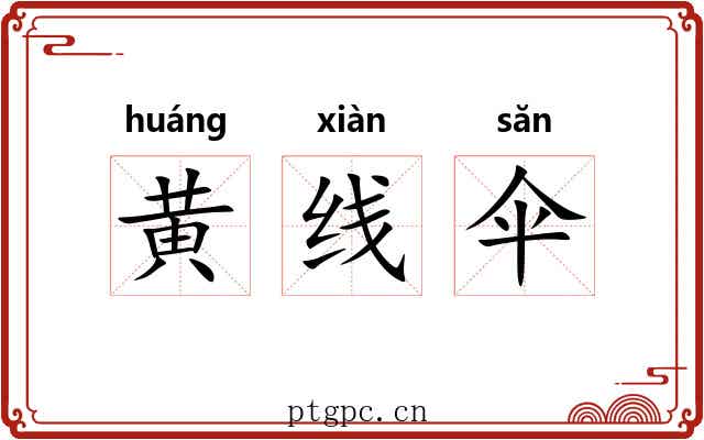 黄线伞 黄线伞