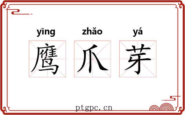 鹰爪芽