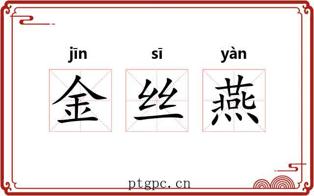 金丝燕 金丝燕