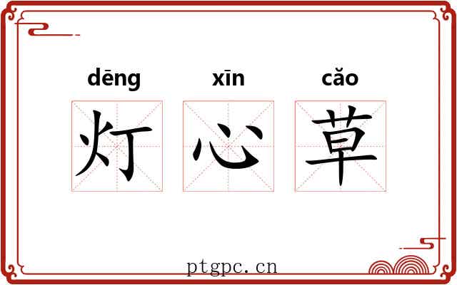 灯心草 灯心草
