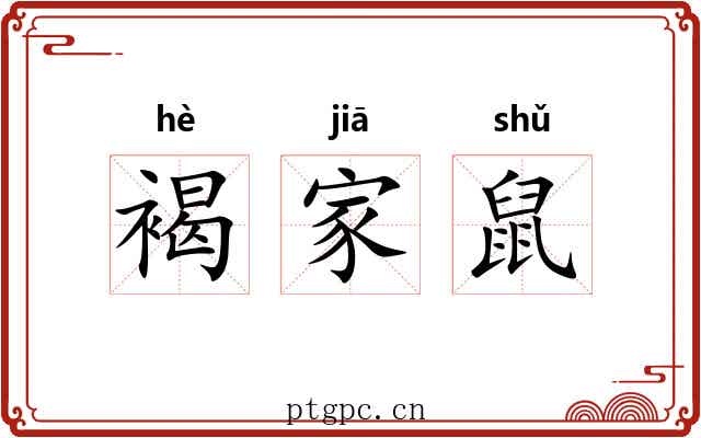 褐家鼠 褐家鼠