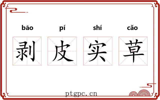 剥皮实草 剥皮实草