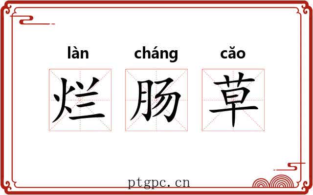 烂肠草 烂肠草