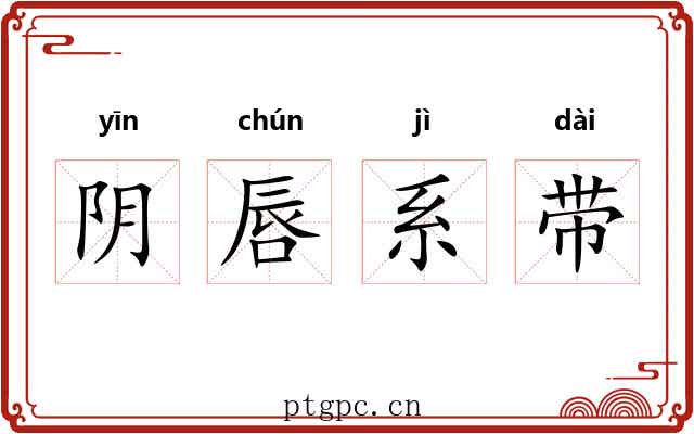 阴唇系带 阴唇系带