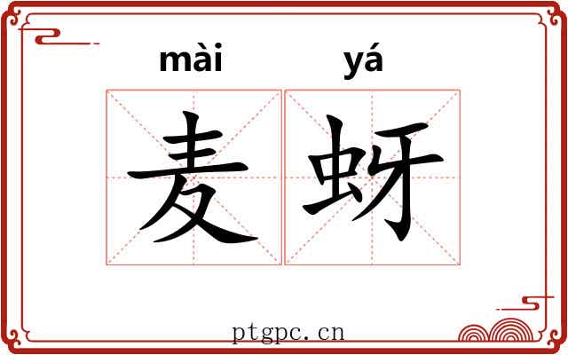 麦蚜