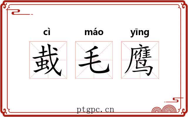 蛓毛鹰 蛓毛鹰