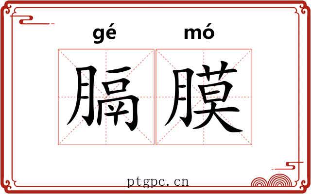 膈膜
