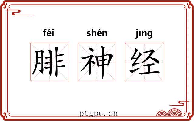 腓神经 腓神经