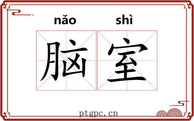 脑室 脑室