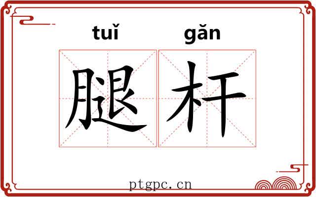 腿杆