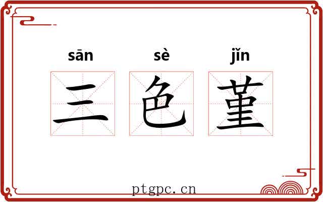 三色堇 三色堇