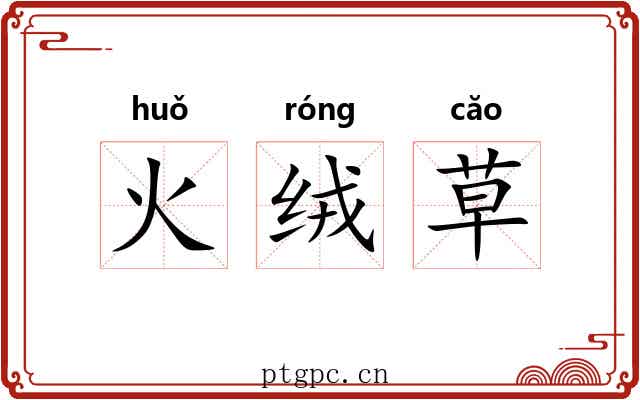 火绒草 火绒草