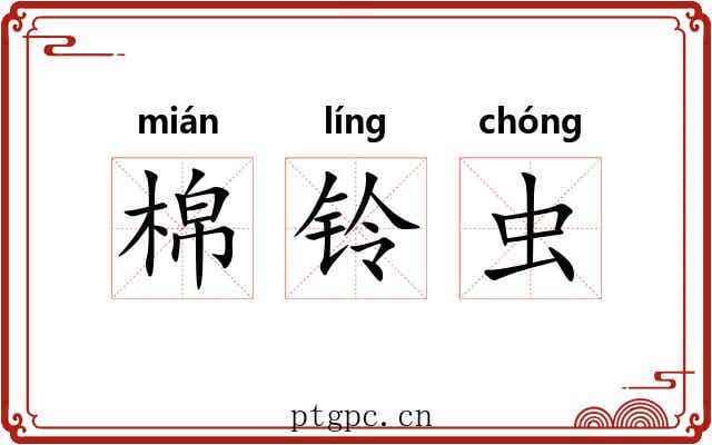棉铃虫