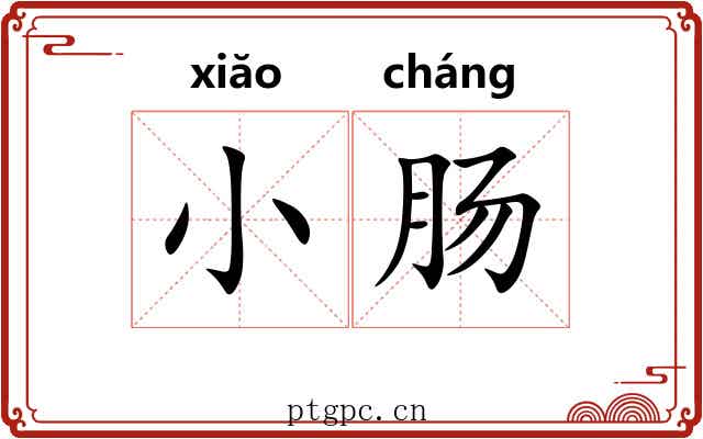 小肠