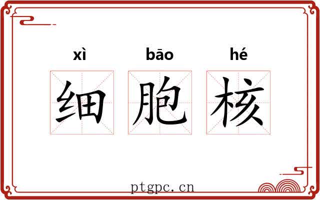 细胞核