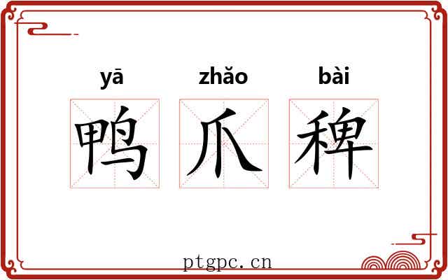鸭爪稗