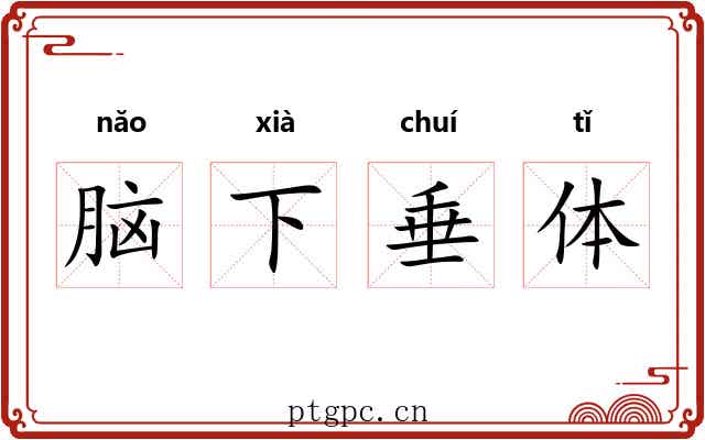 脑下垂体 脑下垂体