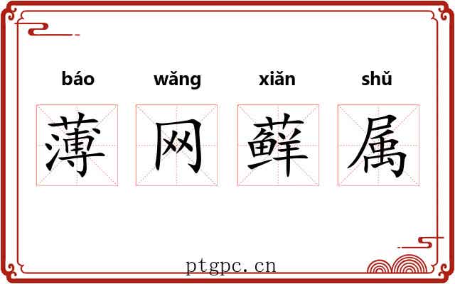薄网藓属 薄网藓属