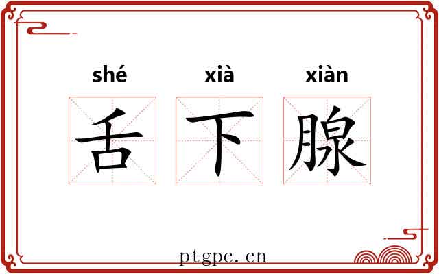 舌下腺 舌下腺