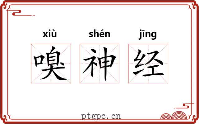 嗅神经 嗅神经