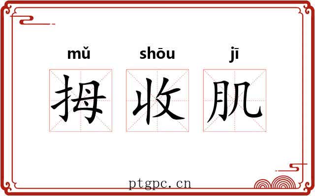 拇收肌 拇收肌