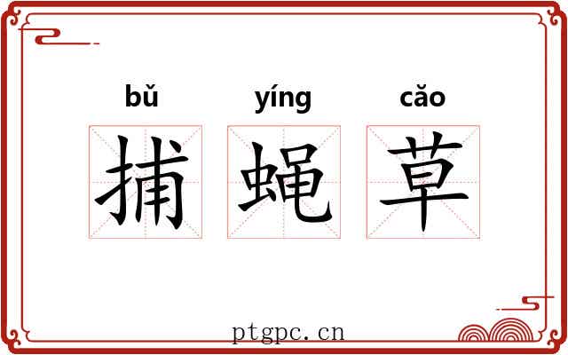 捕蝇草