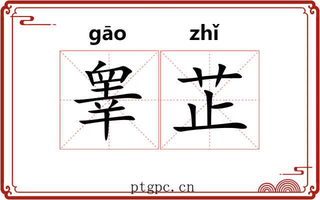 睾芷