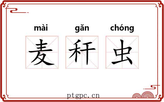 麦秆虫