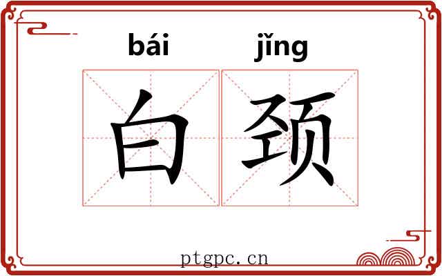 白颈 白颈