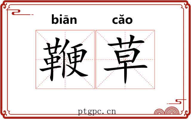 鞭草 鞭草