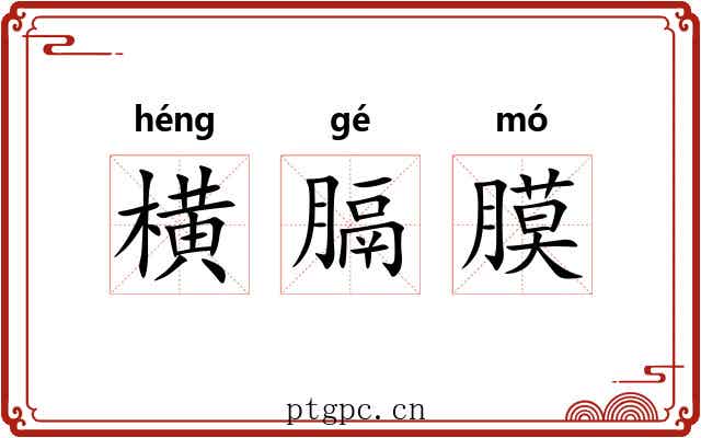 横膈膜 横膈膜