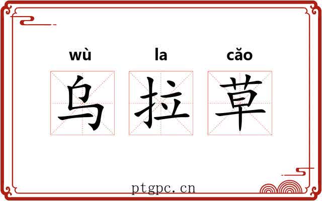 乌拉草 乌拉草