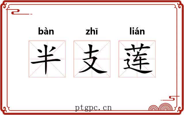 半支莲