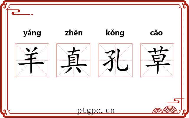 羊真孔草 羊真孔草
