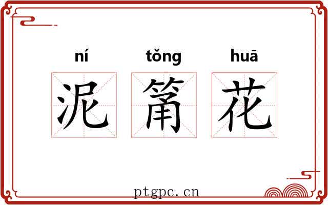 泥筩花 泥筩花