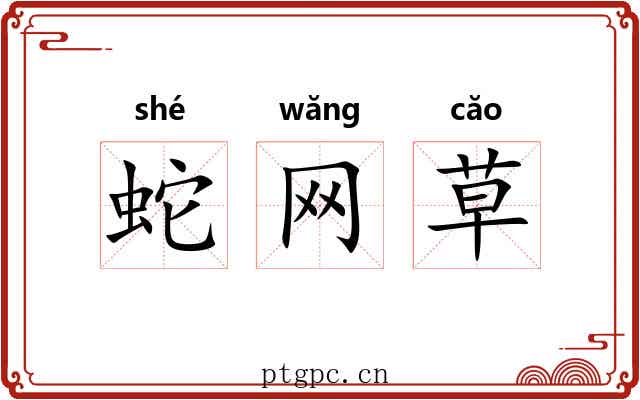 蛇网草 蛇网草