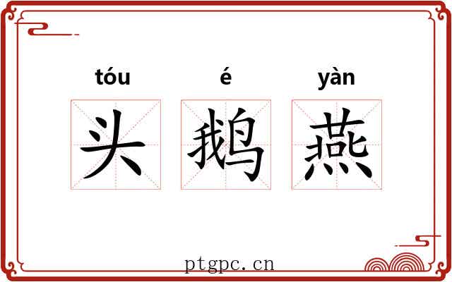 头鹅燕 头鹅燕