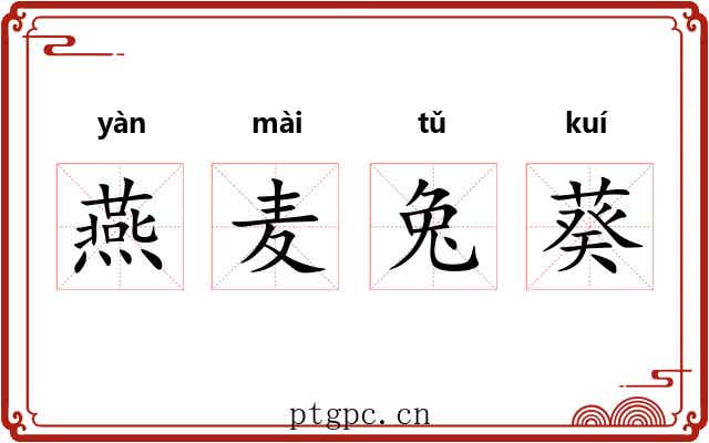 燕麦兔葵 燕麦兔葵
