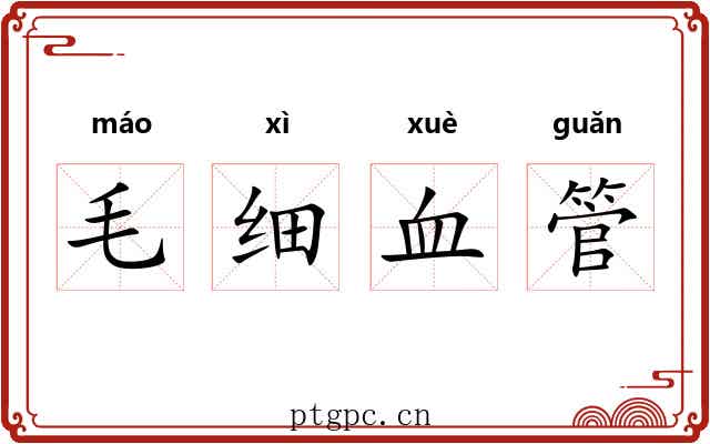 毛细血管 毛细血管