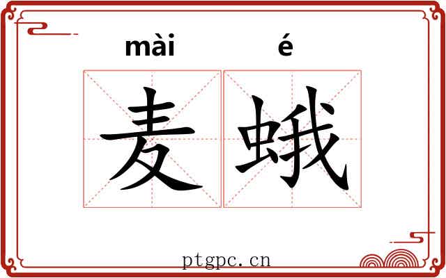 麦蛾