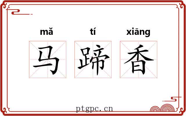 马蹄香 马蹄香