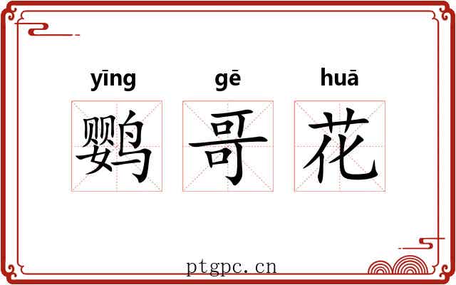 鹦哥花 鹦哥花