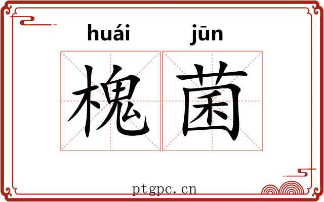 槐菌