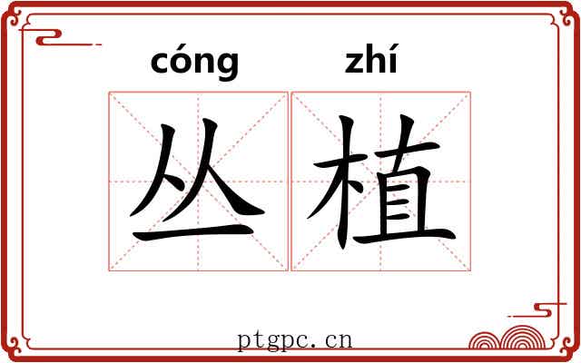 丛植